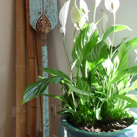 Maison En Mediterrannee Feriehus *